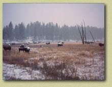 Bison - Yellowstone National Park